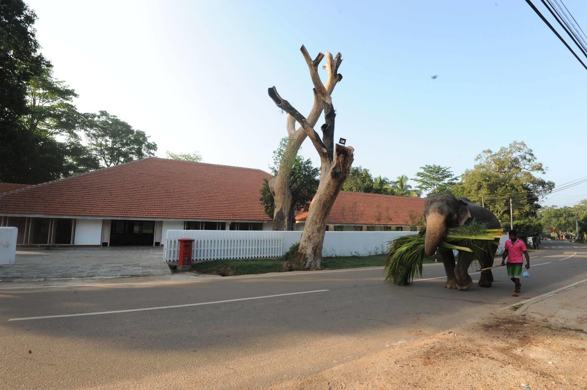 Ekho Sigiriya Hotel Eksteriør billede